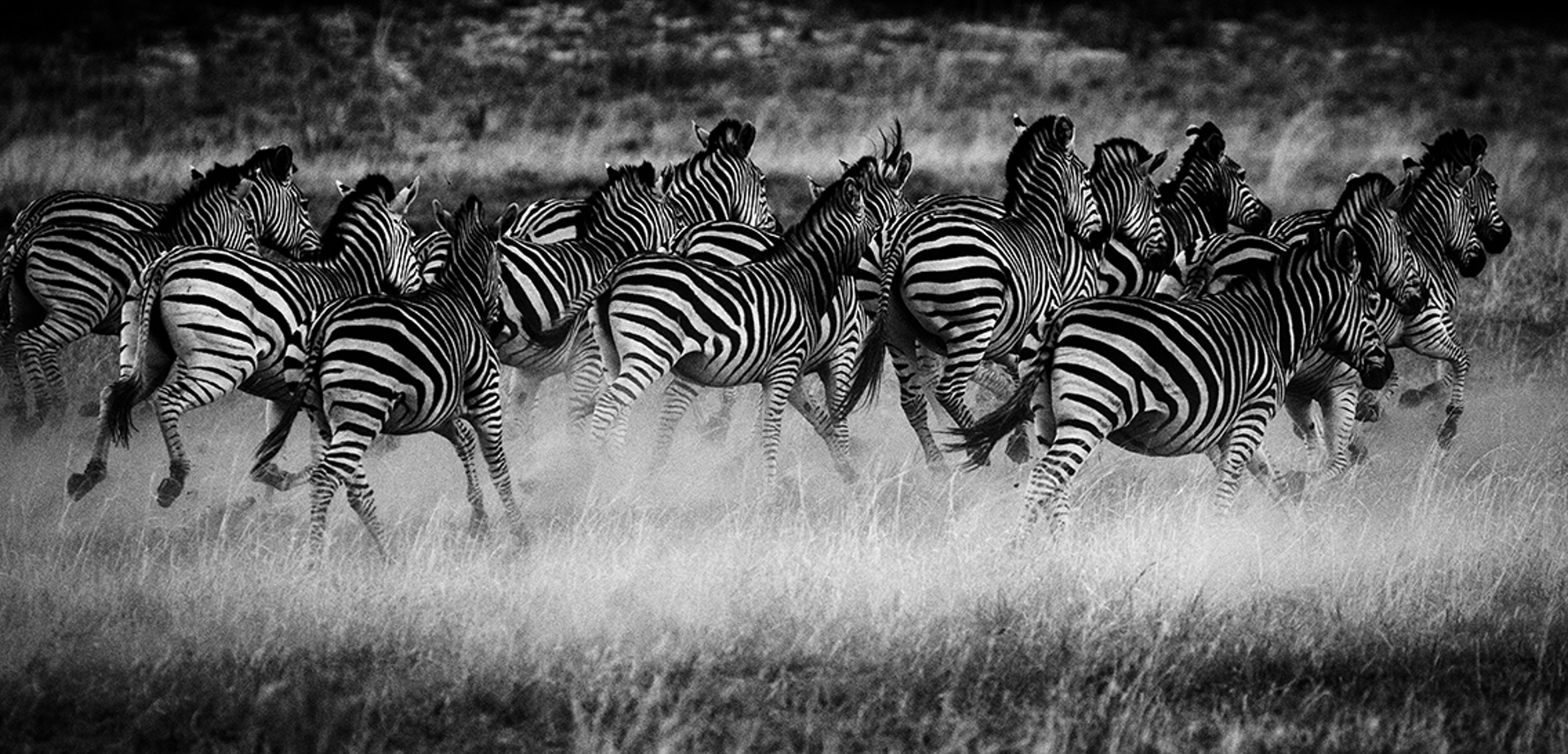 Wilderness Hwange Wildlife Zebra