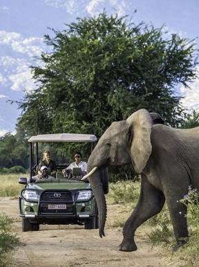Wilderness Little Ruckomechi Zimbabwe Activity Game Drive