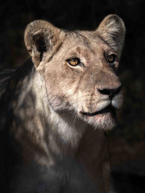 Wilderness Partnerships Wildlife Lion