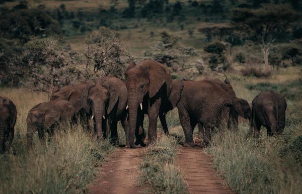 A herd of elephants walking on a path in Tanzania