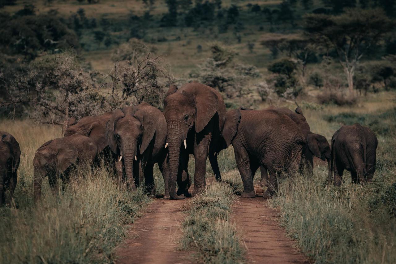A herd of elephants walking on a path in Tanzania