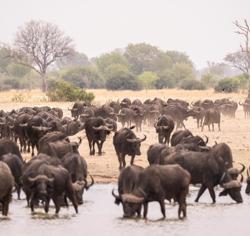 A herd of approximately fifty buffalos gathered to drink at a waterhole
