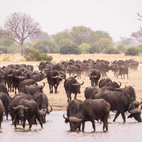 A herd of approximately fifty buffalos gathered to drink at a waterhole