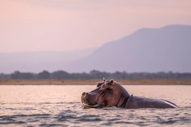 Wildlife & Whales: From Hwange and Mana Pools to Vilanculos