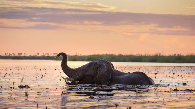 Botswana Dreaming: A Wellness Safari