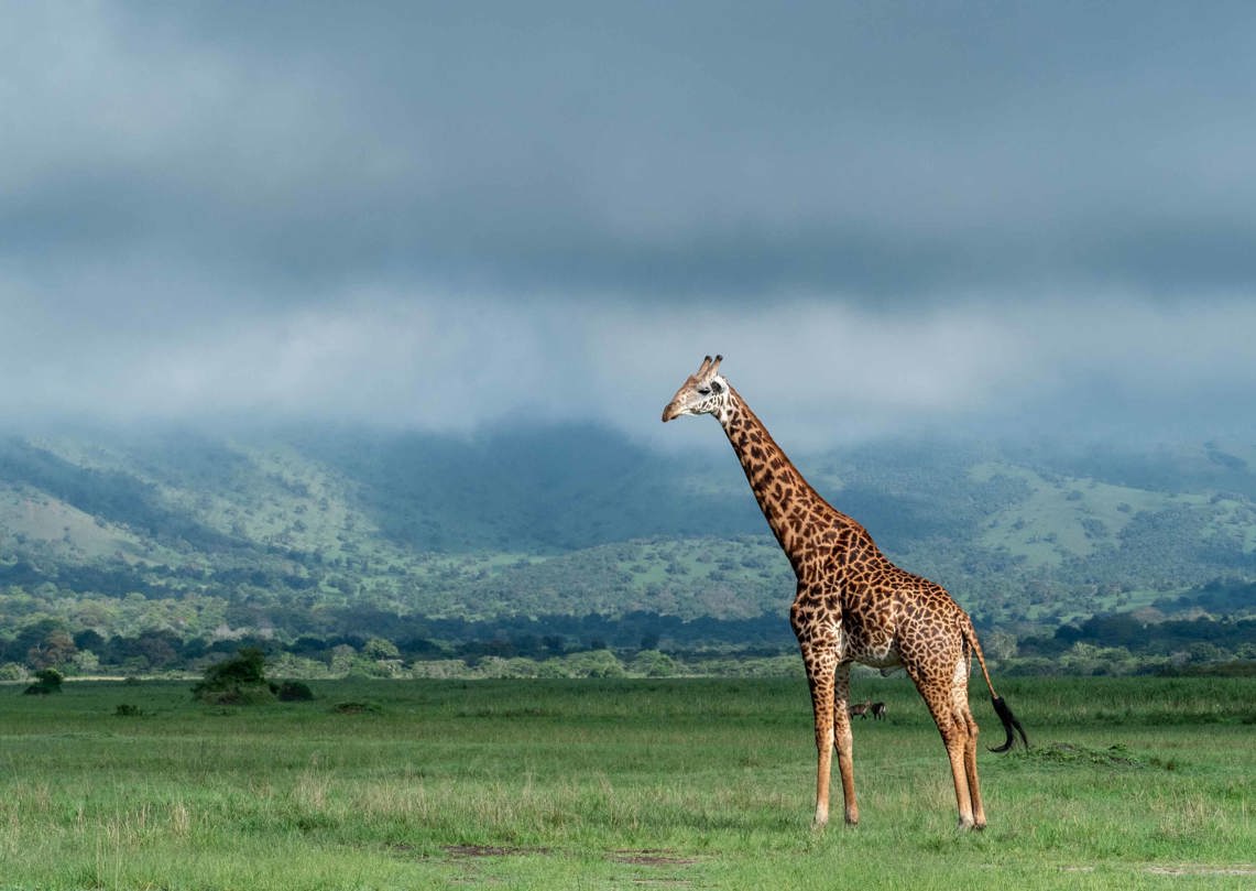 Giraffe In Akagera National Park, Rwanda