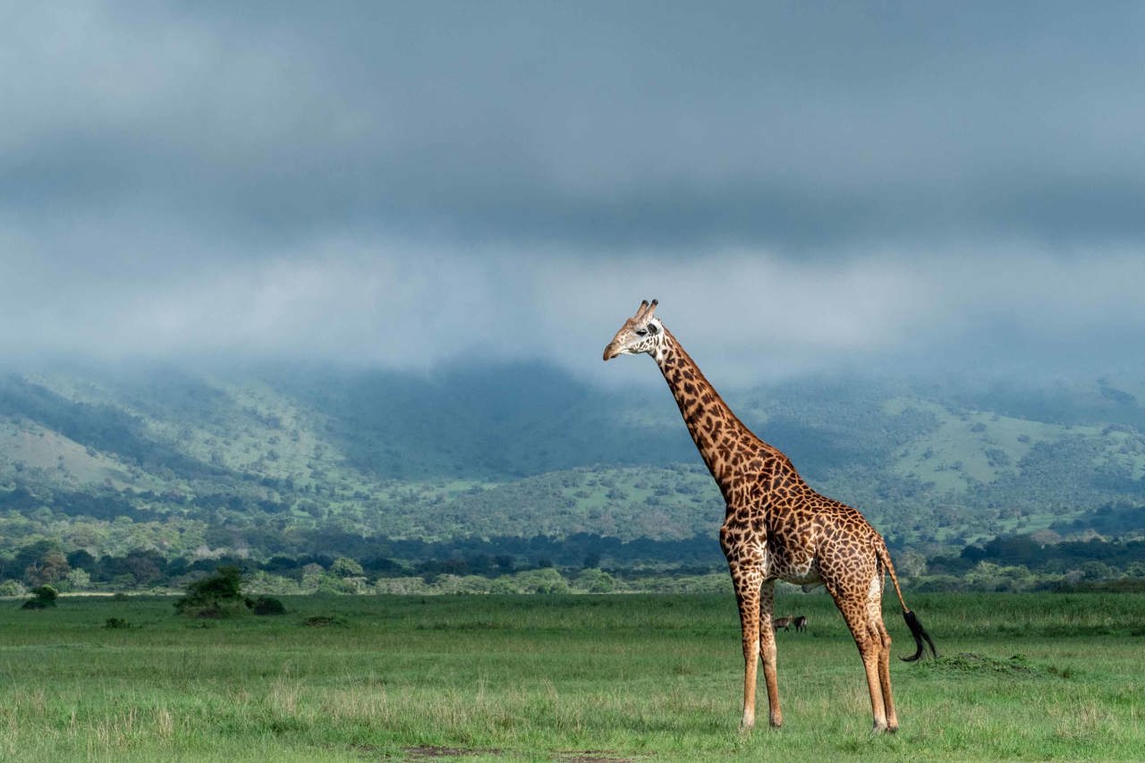 Giraffe In Akagera National Park, Rwanda