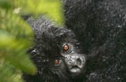 Wilderness Experiences Gorilla Trekking Rwanda