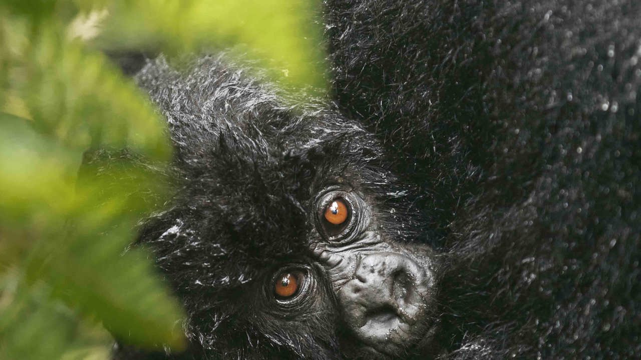 Wilderness Experiences Gorilla Trekking Rwanda