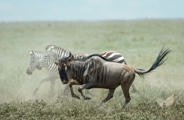 Wilderness Usawa Serengeti Zebra and Wildebeest Migrating