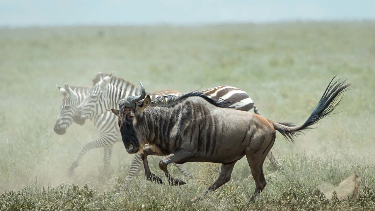 Wilderness Usawa Serengeti Zebra and Wildebeest Migrating