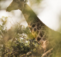 Wilderness Abu Botswana Wildlife Giraffe