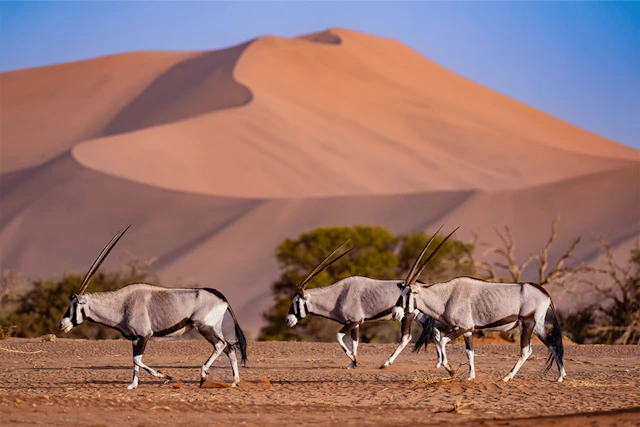 Untouched, Untamed Namibia
