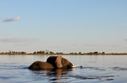 Elephant swimming