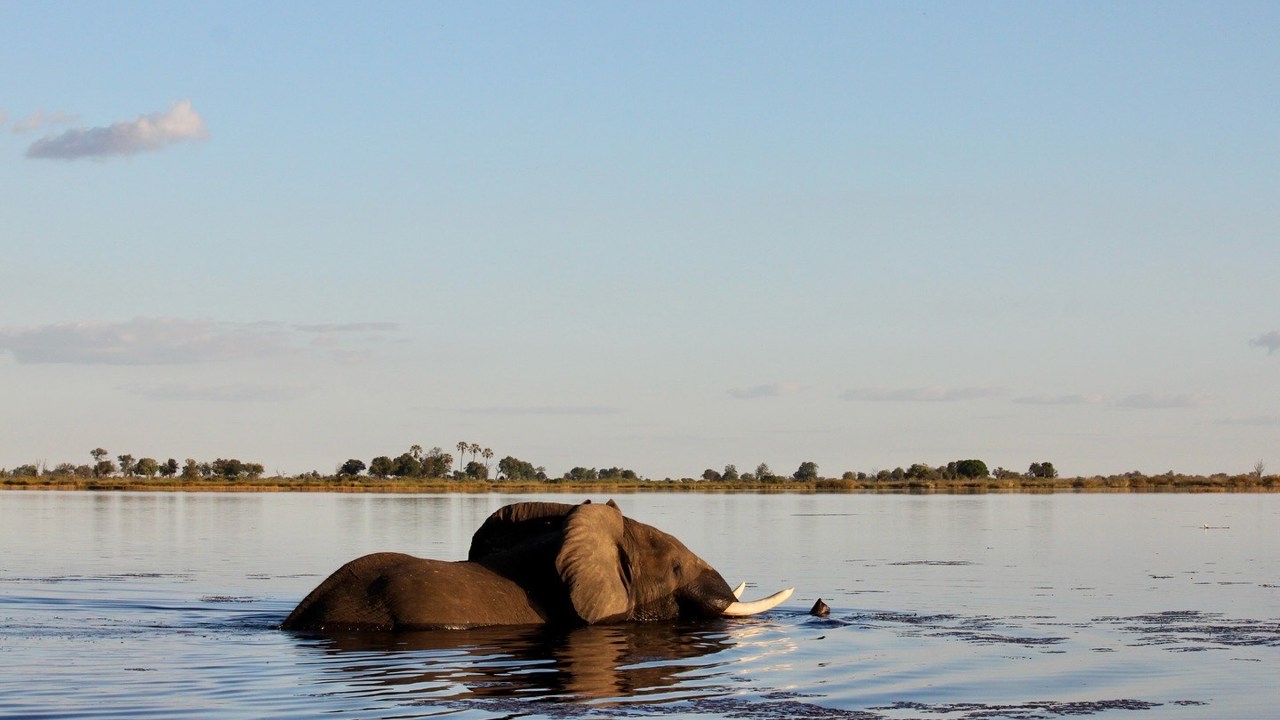Elephant swimming