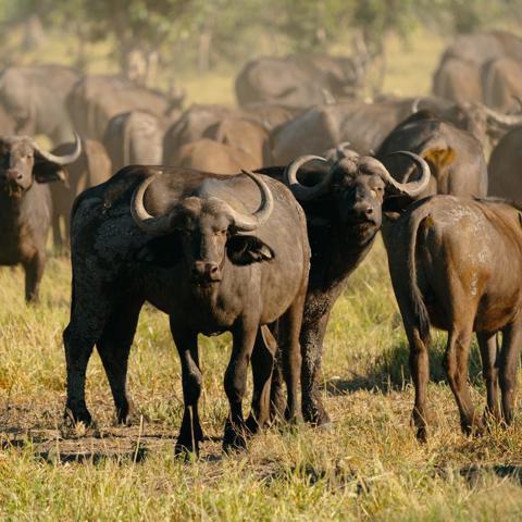 A herd of African buffalo stands in a grassy field. Several buffalo are in the foreground facing the camera, with curved horns and dark, muddy bodies. 