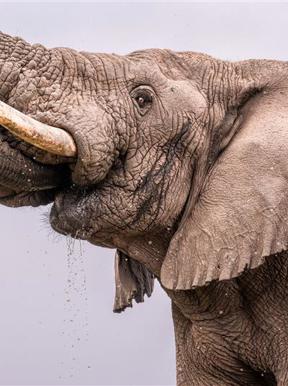 Closeup of an elephant drinking water in Akagera National Park Rwanda