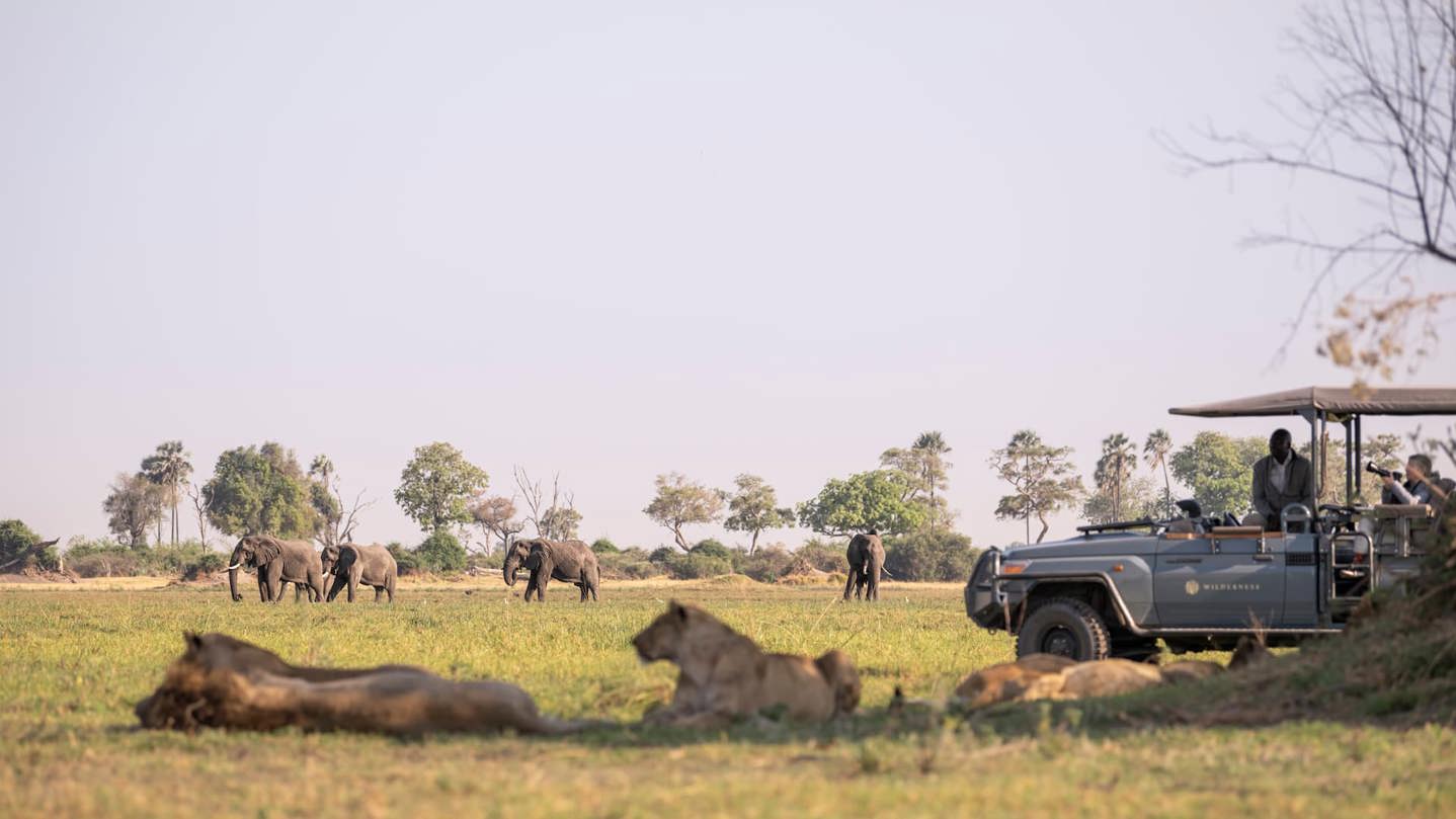 Place of plenty Mombo game drive sighting lions and elephants