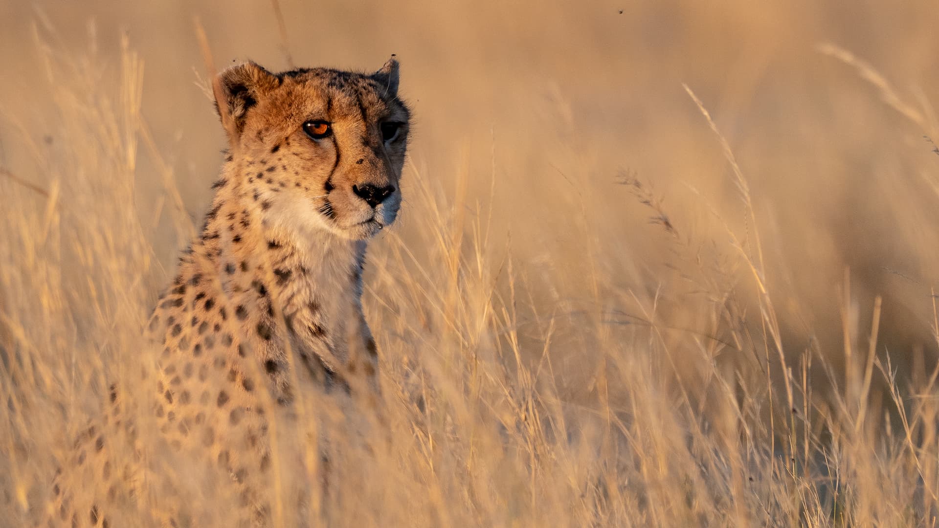 A close-up portrait of an alert cheetah sitting hidden in warm, golden-colored tall dry grass, with the animal's orange eye catching the light.