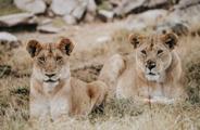 Two sub-adult lions sunning it in the Serengeti