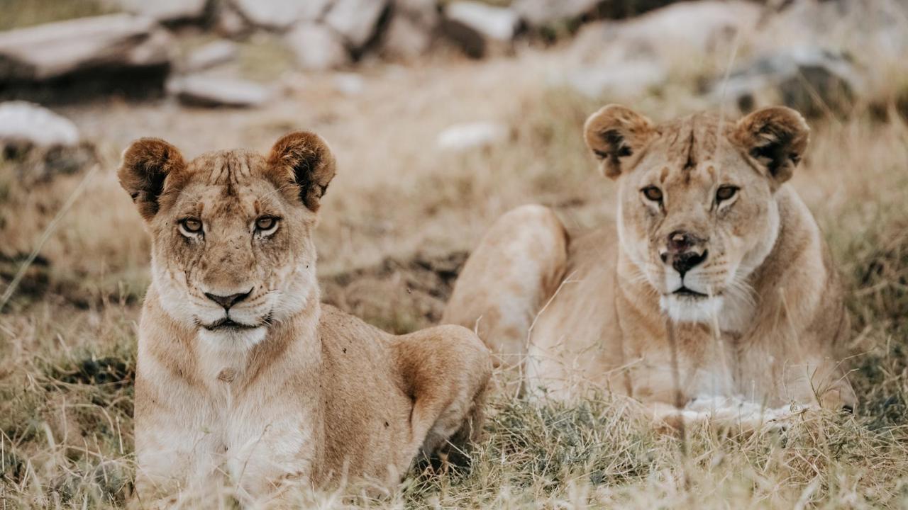 Two sub-adult lions sunning it in the Serengeti