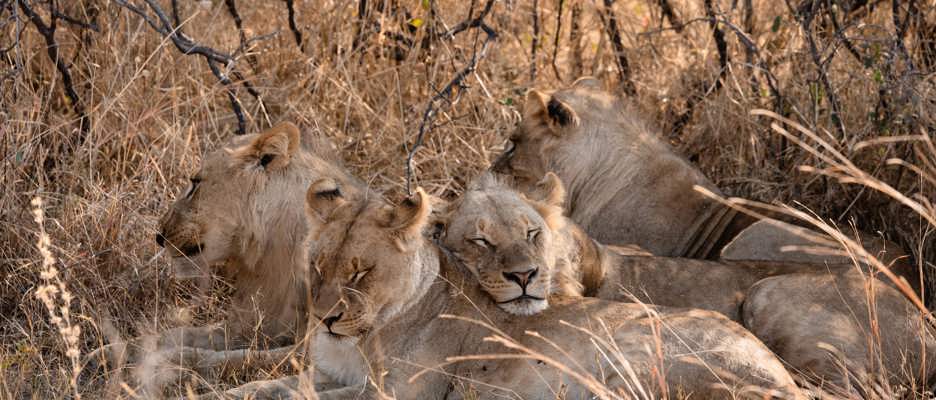 A pride of lions resting in the iconic wilderness of Africa