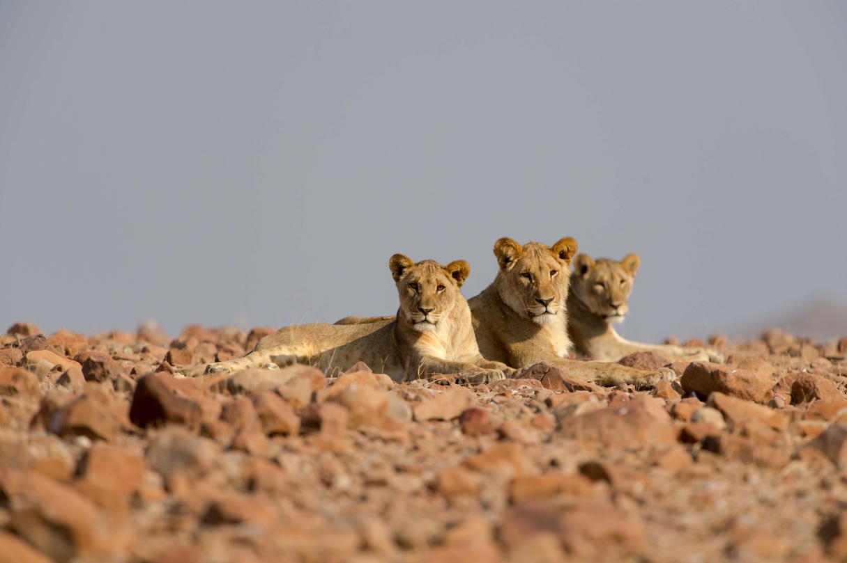 Desert Rhino Camp Namibia Desert Lion