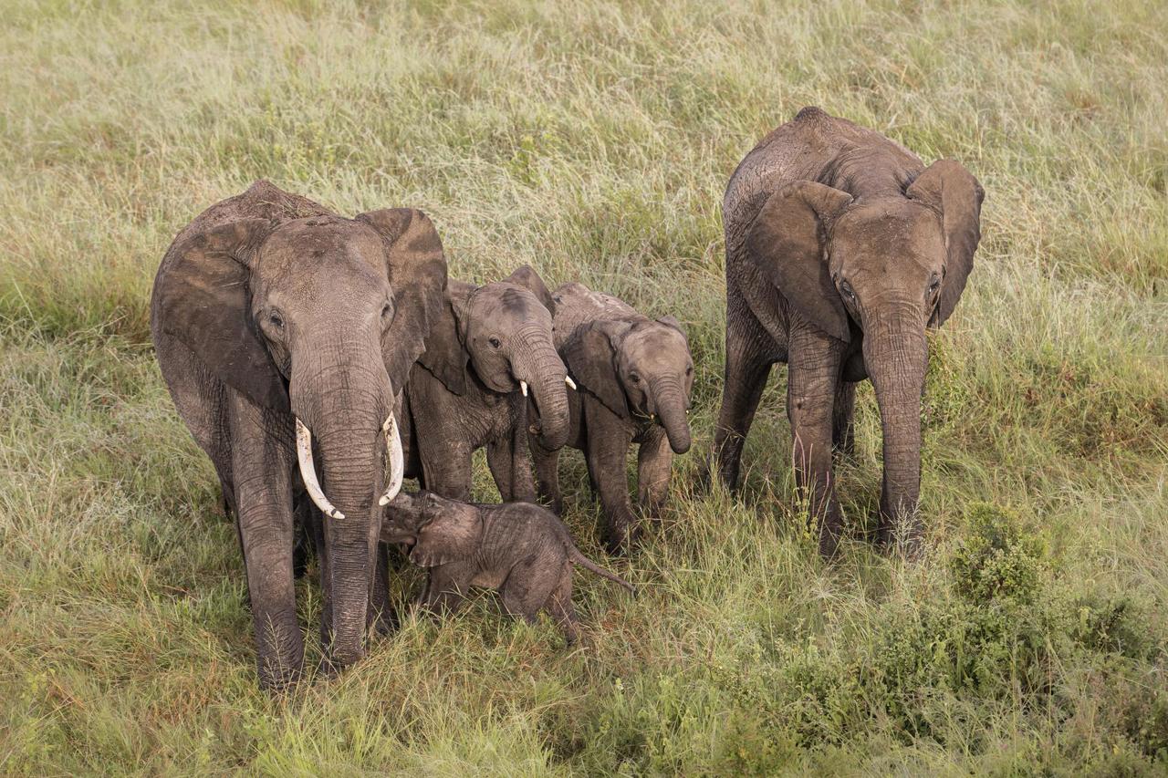 African elephants in Maasai Mara Kenya safari experience