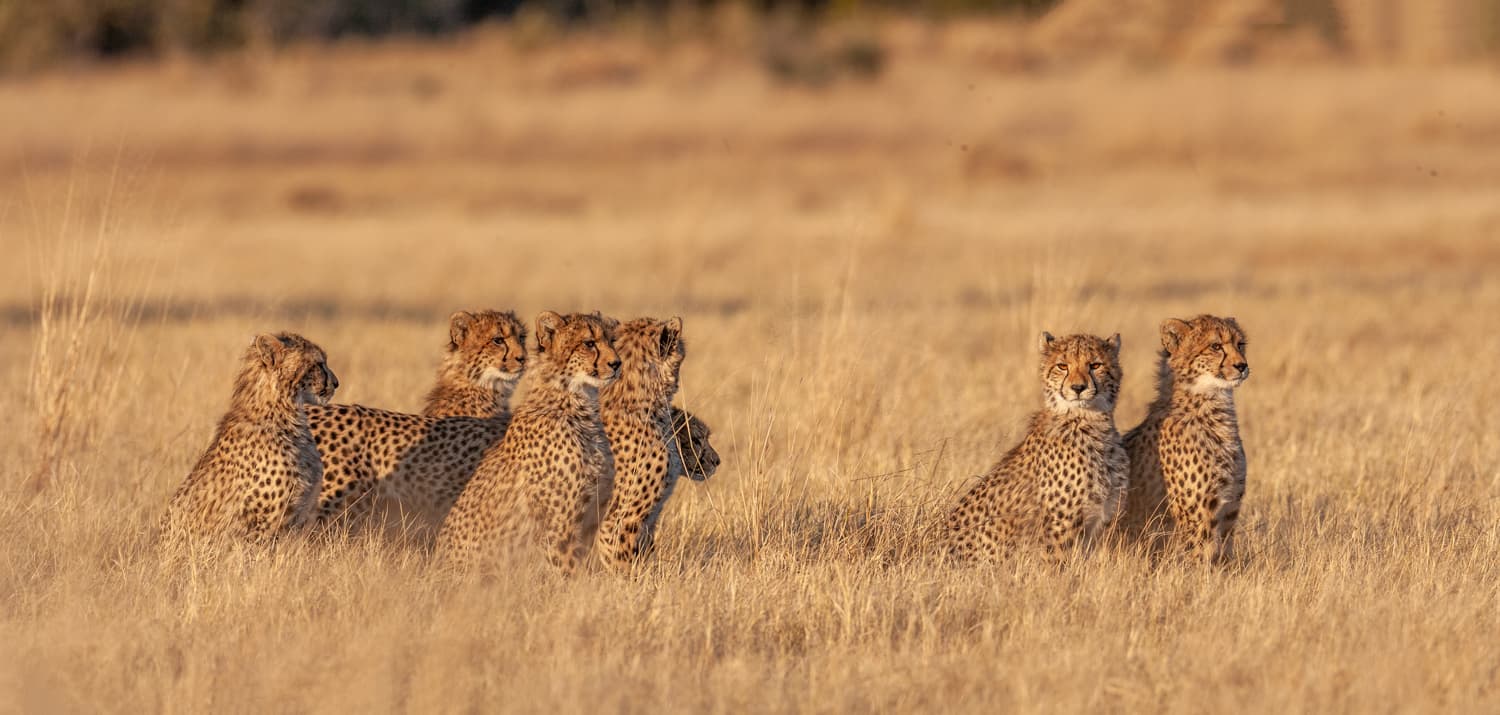 Group of cheetah watching from the grasslands