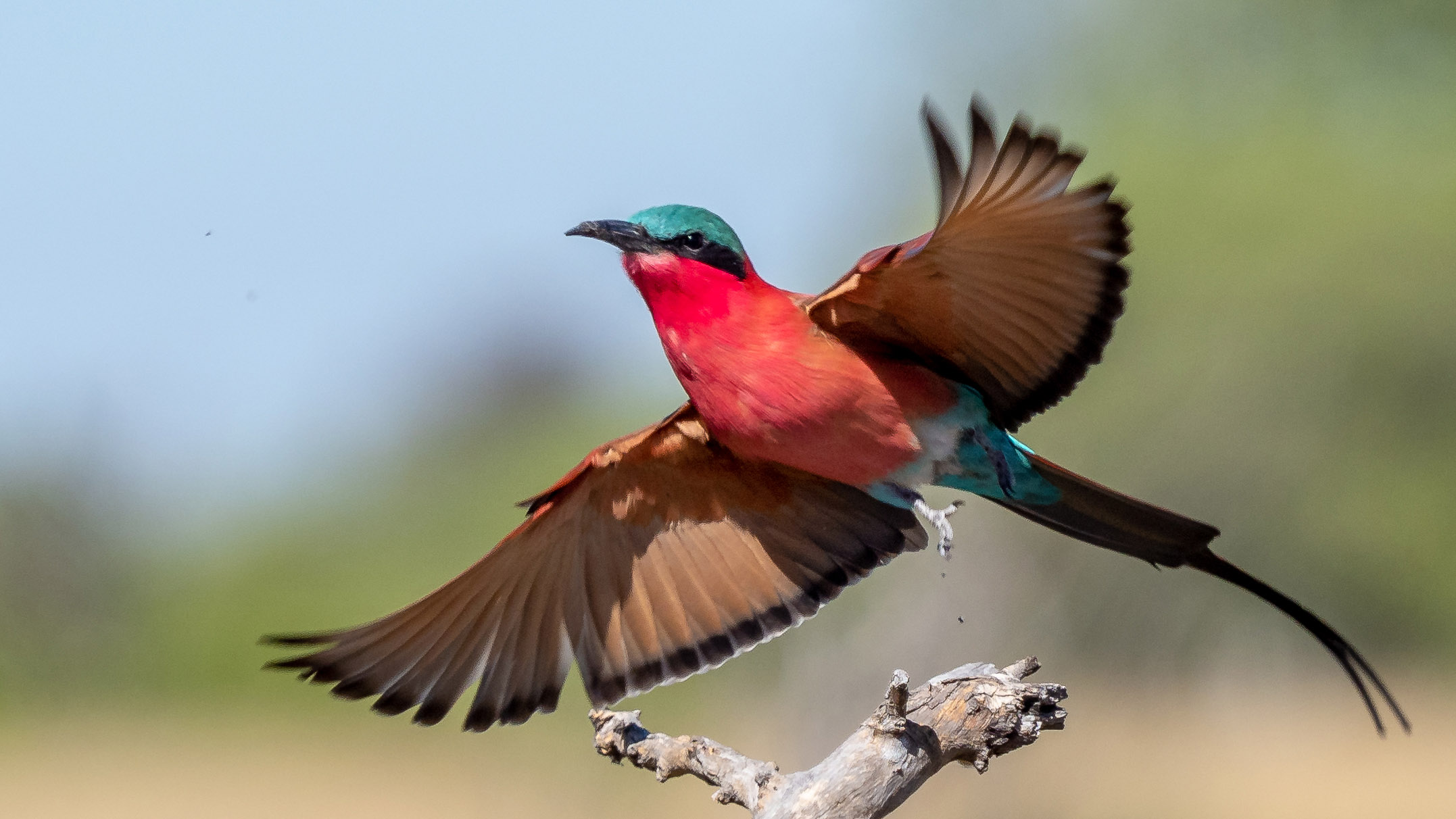 Wilderness Experiences Birding Carming Bee Eater