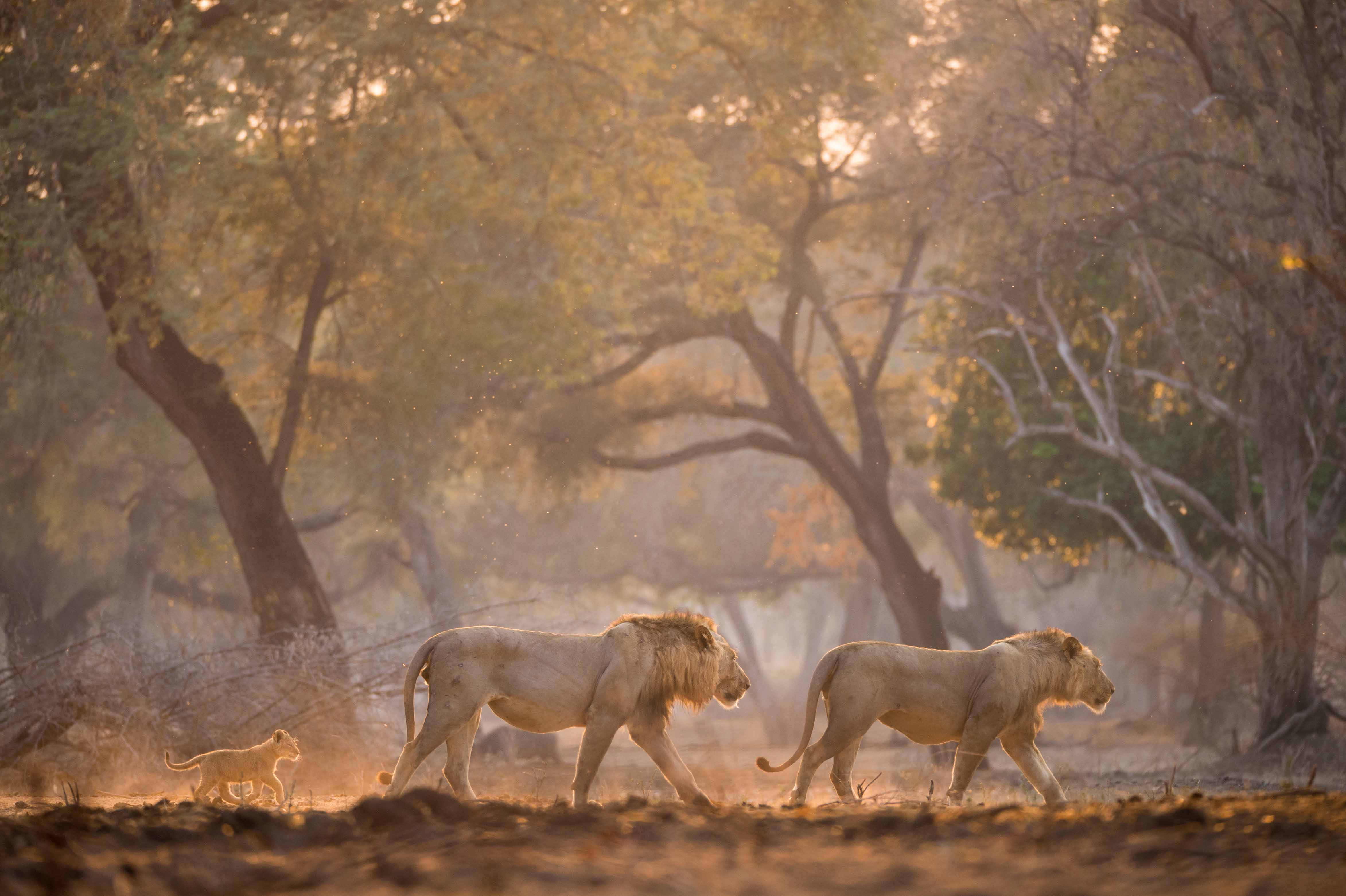 Lions walking in African wilderness during safari experience