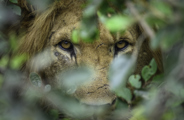 Close up of a lions scarred face peering through the bush in Rwanda