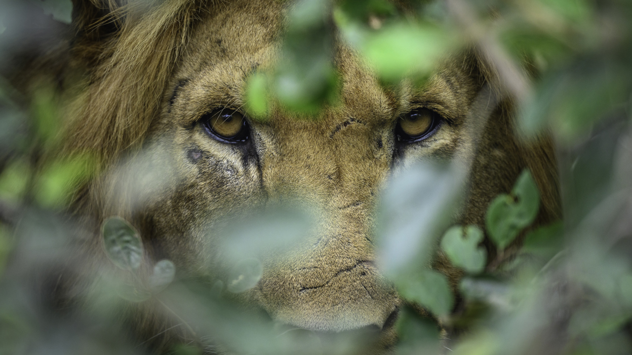 Close up of a lions scarred face peering through the bush in Rwanda