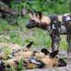 Pack of wild dog resting in the shade