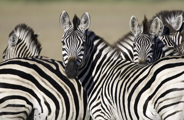 Wilderness Tubu Tree Botswana Wildlife Zebra