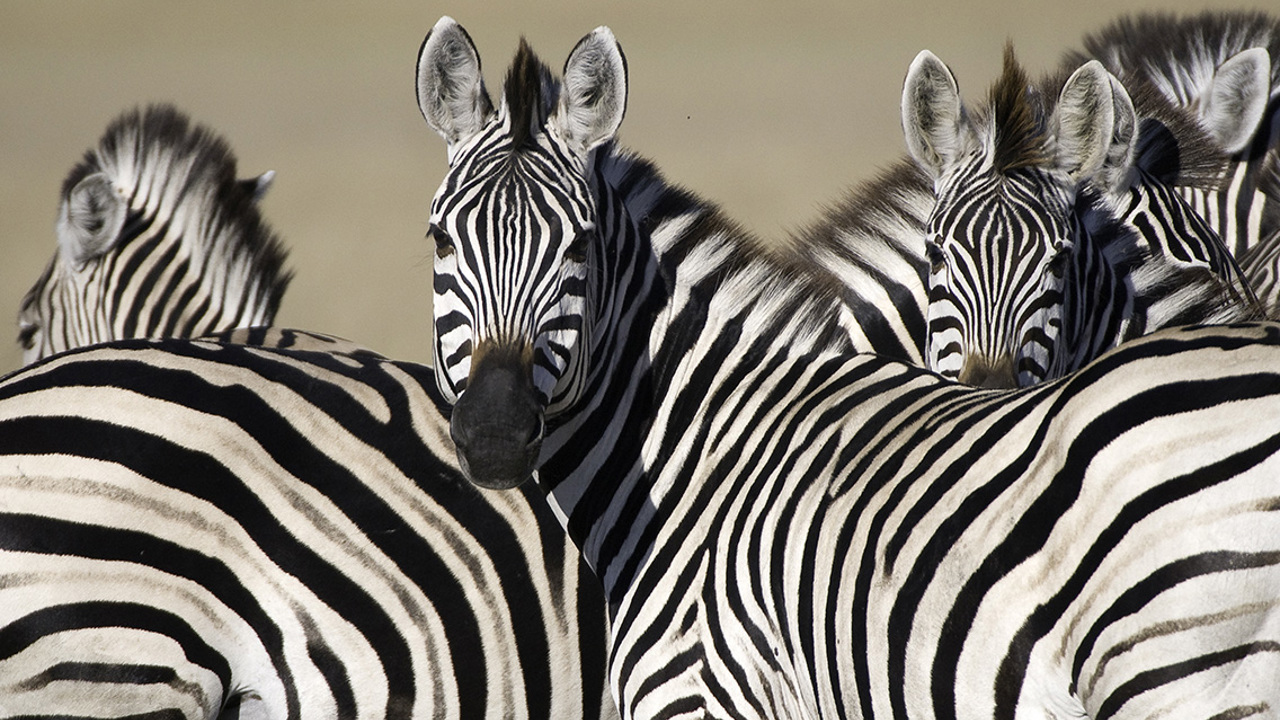 Wilderness Tubu Tree Botswana Wildlife Zebra