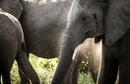 Elephants in the Delta Wilderness Botswana 