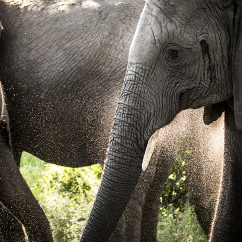 Elephants in the Delta Wilderness Botswana 