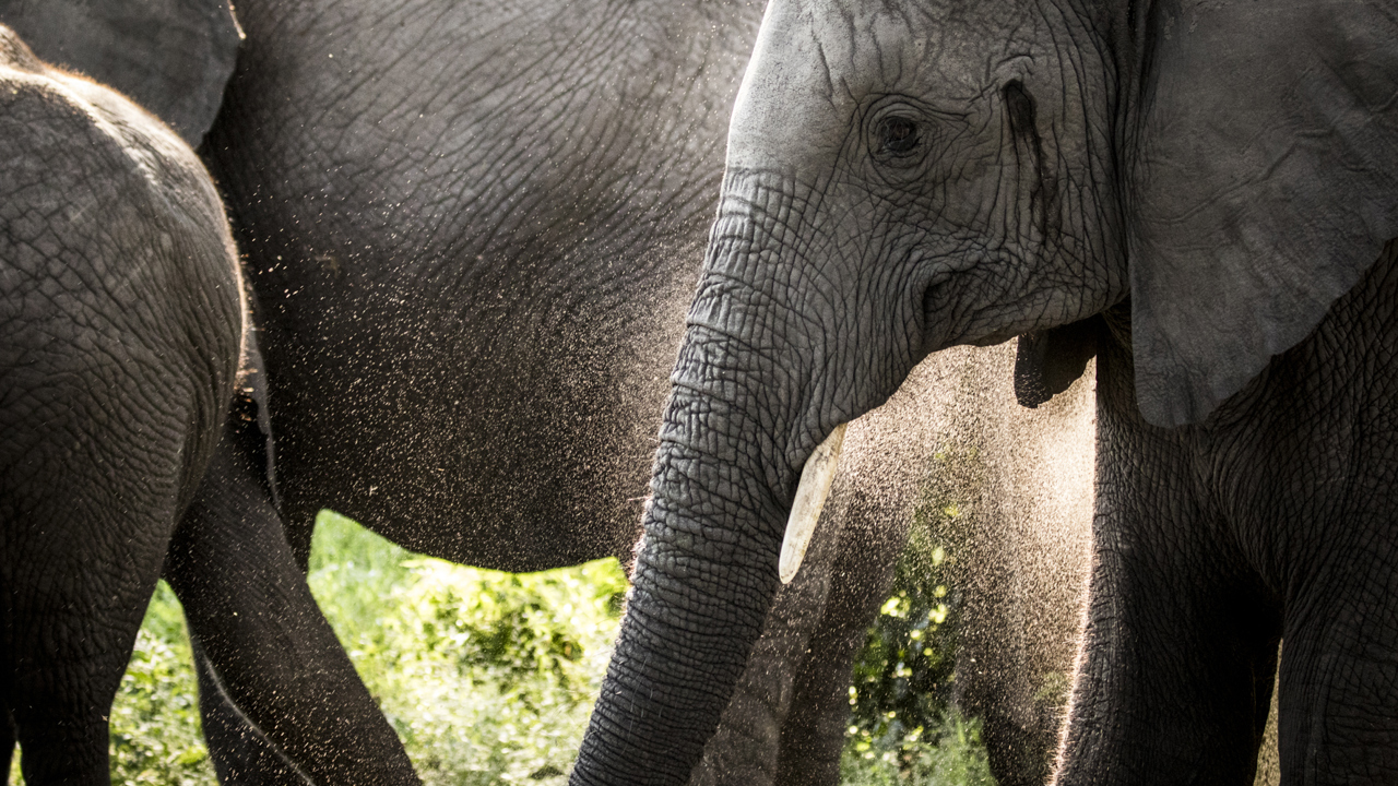 Elephants in the Delta Wilderness Botswana 