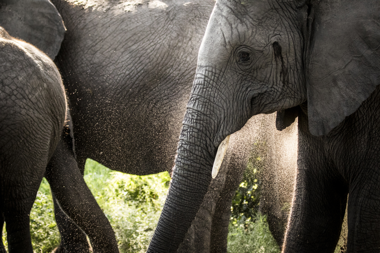 Elephants in the Delta Wilderness Botswana 