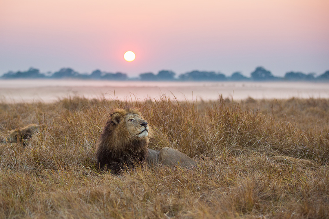Wilderness Zambia Wildlife Lion