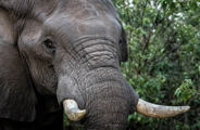 Wilderness Linyanti Tented Camp Impact Purpose