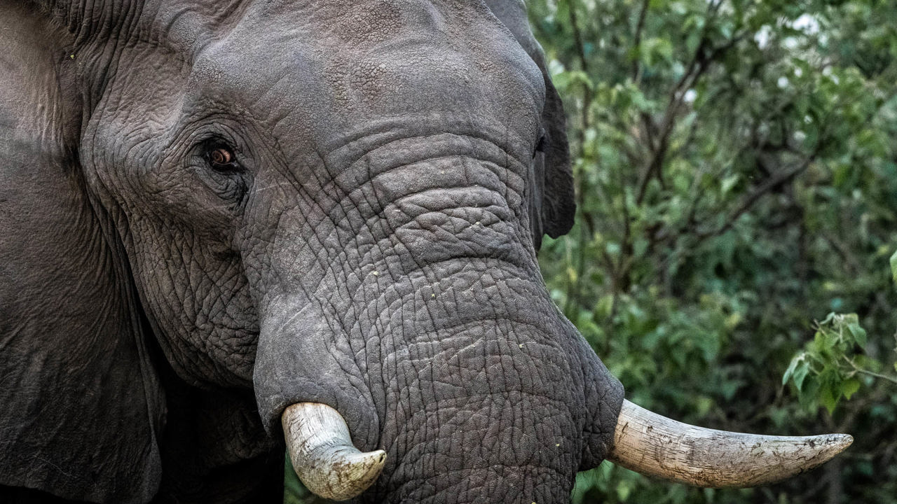 Wilderness Linyanti Tented Camp Impact Purpose