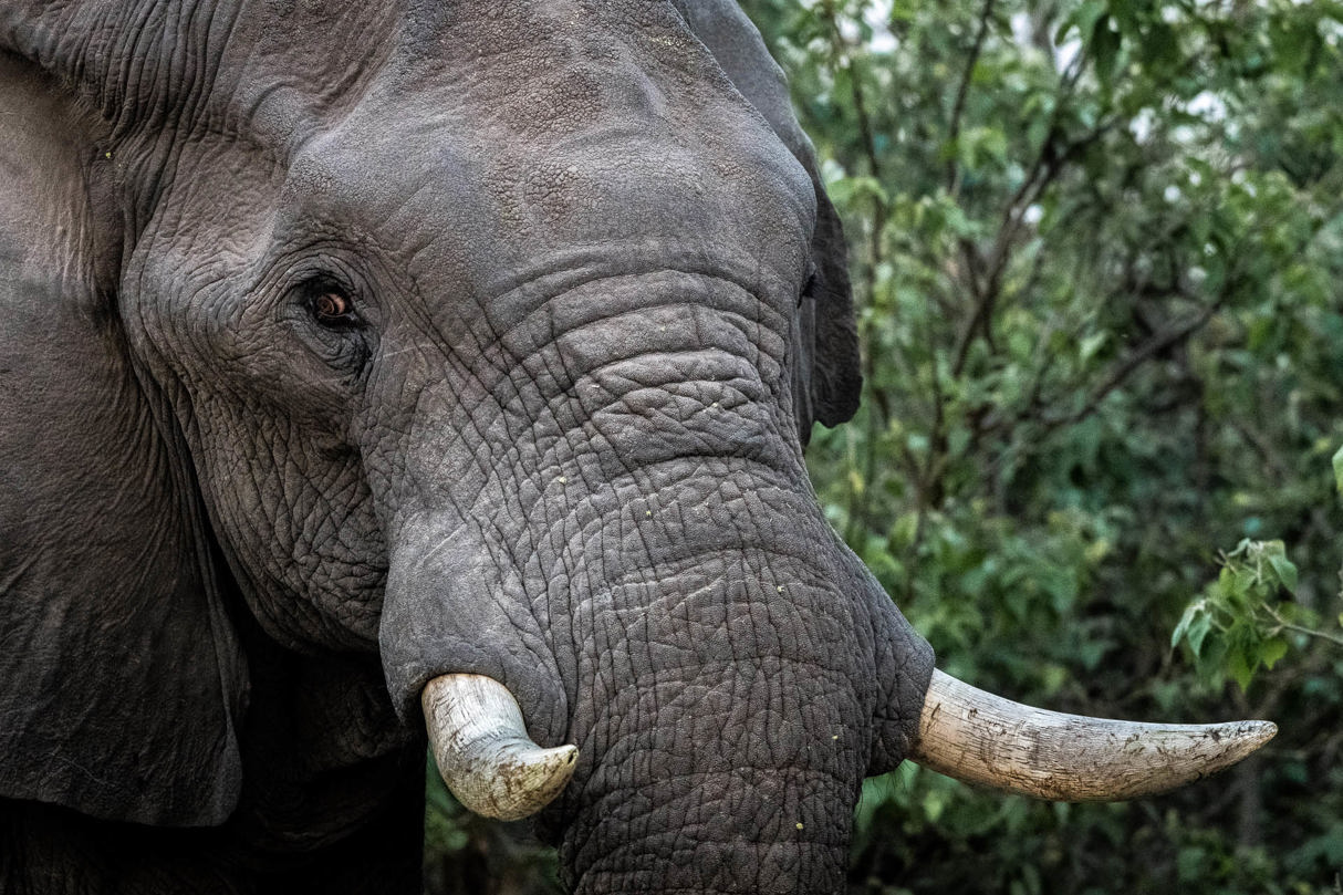 Wilderness Linyanti Tented Camp Impact Purpose