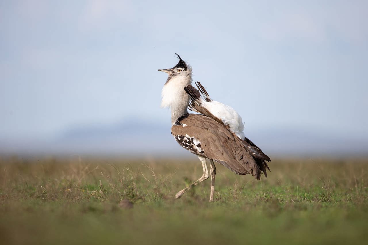 A Kori bastard bird walking in Tazania