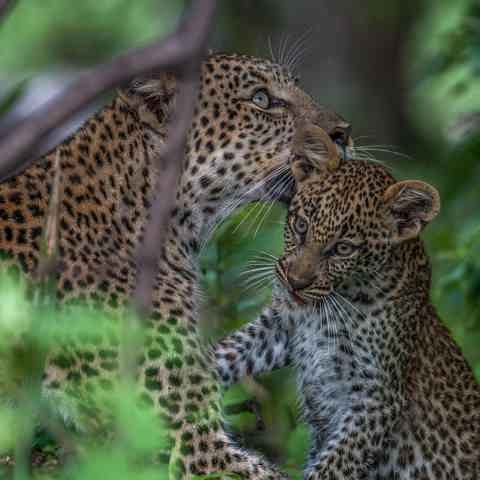 Mother leopard bonding with her cub in the bush at Wilderness Chitabe, Botswana