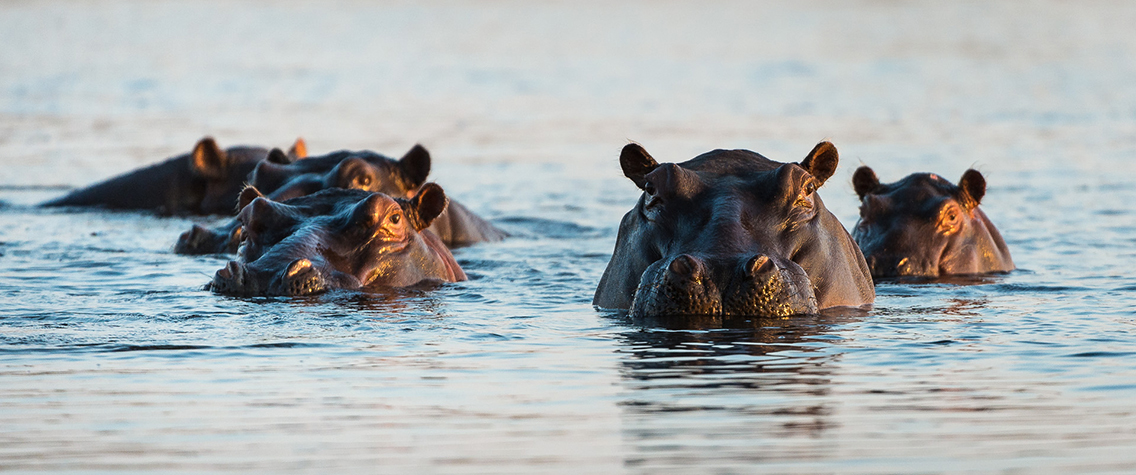 Wilderness Dumatau Botswana Wildlife Hippo
