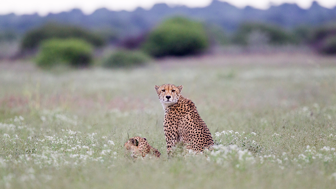 Wilderness Botswana Wildlife Cheetah Kalahari