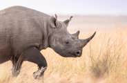 Black rhino seen on safari in the wilderness at the Mara Reserve in Kenya