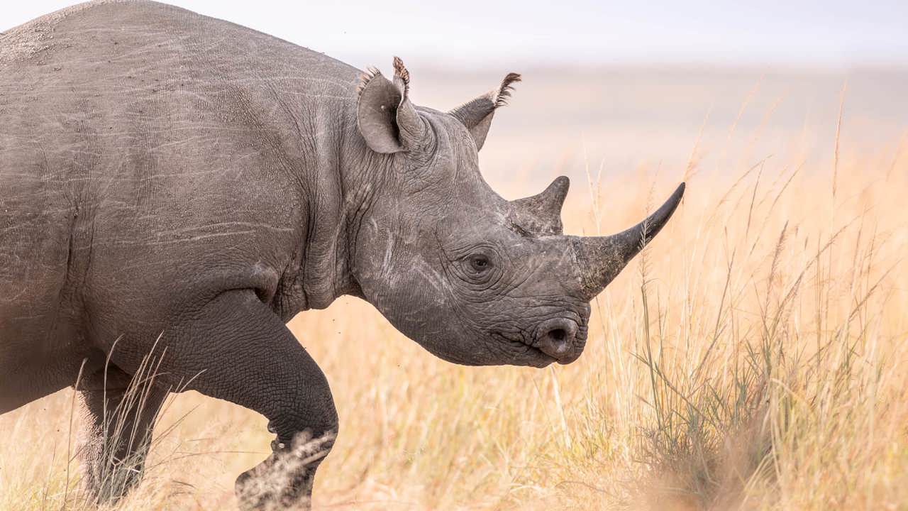 Black rhino seen on safari in the wilderness at the Mara Reserve in Kenya